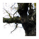 Baum